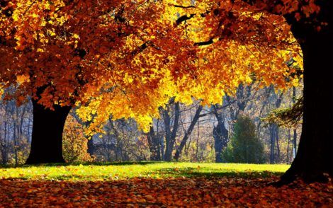 herfst bos wijndivas gattinara