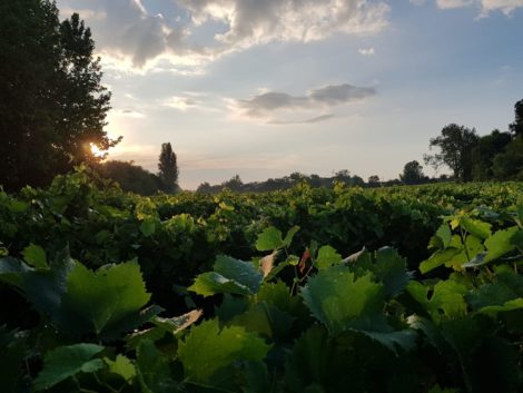 Villa Medici Italië Bardolino Custoza sulfietloos laag in sulfieten