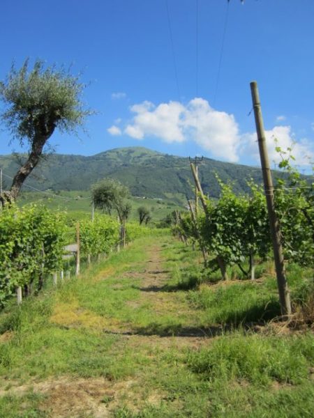 Reis mee.. door Italië naar het Prosecco-gebied