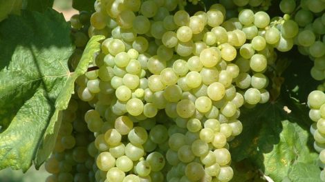 pitloze druiven aan wijnstok