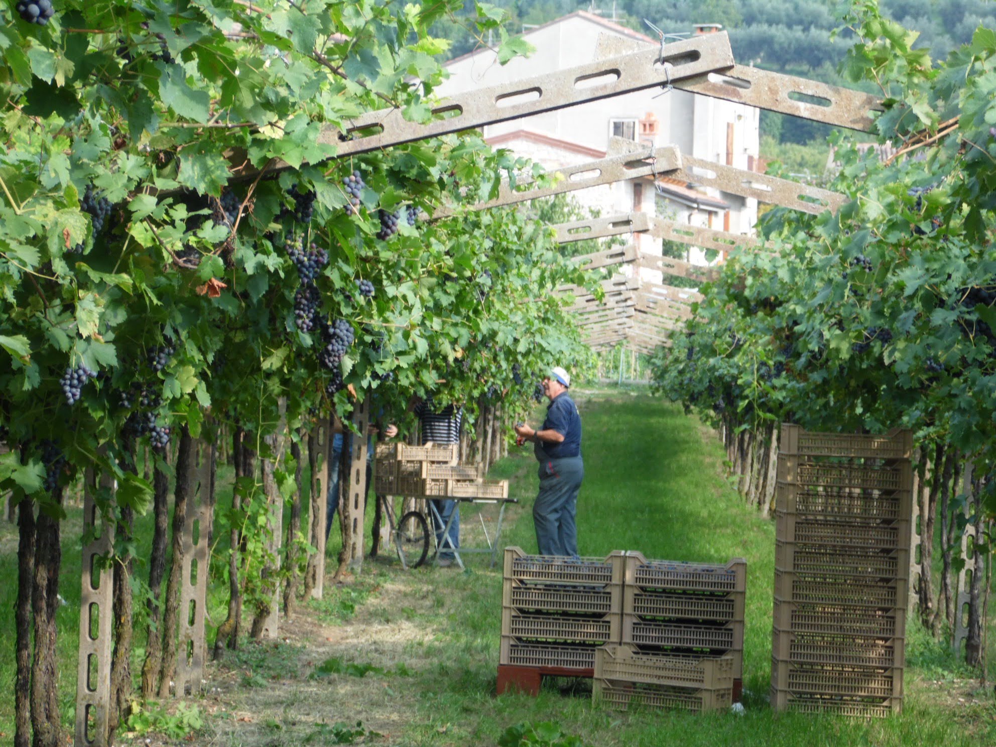 Valpolicella Amarone Crosarola Italië Rode wijn Wijndivas