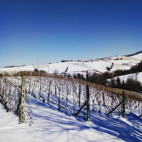 Italië wijngaard sneeuw winter Wijndivas