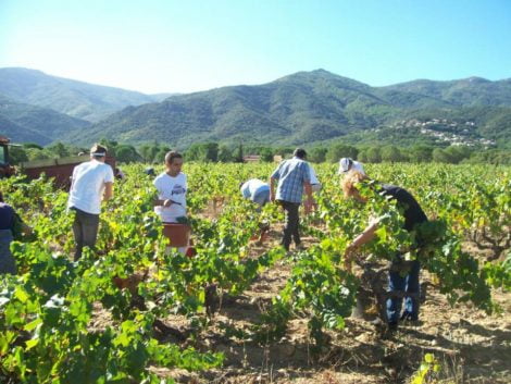 Les Vignerons des Alberes Pyreneen wijngaard Zuid-Frankrijk Canigou Wijndivas