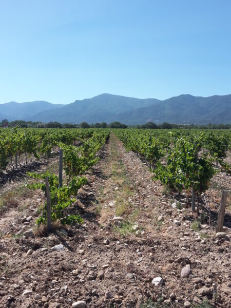 Les Vignerons des Alberes Canigou Pyreneeën wijngaard Zuid-Frankrijk Wijndivas