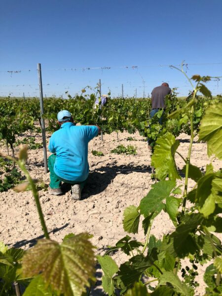 Sinforiano Raimun Néctar Dessertwijn Spanje Moscatell Verdejo Sauvignon Blanc Wijndivas