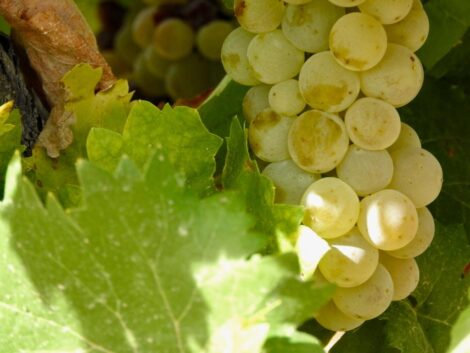 Witte wijn druiven wijnstok Spanje Verdejo Sauvignon Blanc Wijndivas