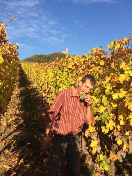 Gilbert Ruhlmann Guy Pascal Wijndivas Alsace Elzas witte wijn rode wijn riesling pinot noir wijngaard